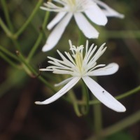 Clematis gouriana Roxb. ex DC.